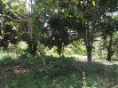 BA_985_4_591