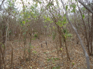 CE_119_4_2981