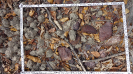 CE_156_3_1501a