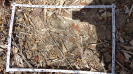 CE_156_4_1506a