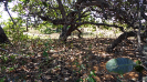 CE_162_3_1259