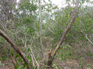 CE_163_1_1859