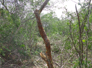 CE_164_4_1931