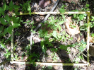 CE_167_3_898b