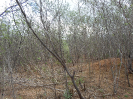 CE_170_1_733