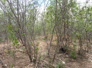 CE_170_2_738