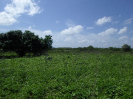 CE_175_3_463
