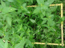 CE_244_4_3629b