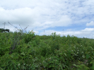 CE_245_4_4669