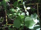 CE_261_2_3589a
