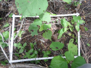 CE_286_4_4566b