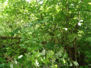 CE_291_0_3801