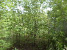 CE_292_0_4813