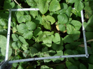 CE_293_4_4801a