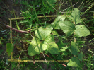 CE_294_3_3711a