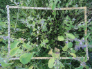 CE_294_4_3729d