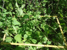 CE_295_1_3908a