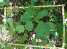 CE_295_1_3910c