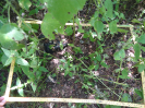 CE_295_1_3911d