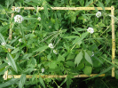 CE_295_2_3900d