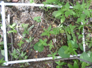 CE_303_3_4414a