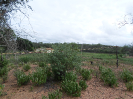 CE_311_0_4523