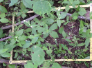 CE_325_1_1224b