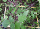 CE_325_2_1229b