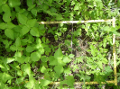 CE_325_4_1238a