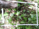 CE_329_3_4852c