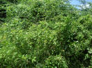CE_329_4842