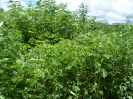CE_329_4860