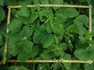 CE_331_3_3694b