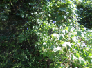 CE_337_0_5507