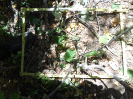 CE_349_3_5253c