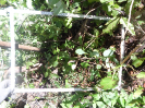 CE_353_3_5036d
