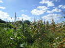 CE_355_0_1585