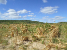 CE_355_2_1591
