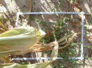 CE_355_2_1594c