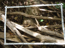 CE_70_P39_1_4207d