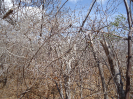 CE_83_1_2478