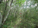 CE_85_P16_4_29
