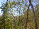 CE_85_P17_2444