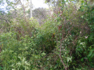 GO_116_Q154_F3_pan