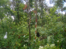 GO_116_R707_F3_pan