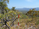 GO_117_F3_pan