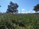 GO_135_F3_pan