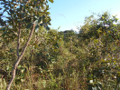 GO_136_F3_pan