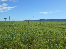 GO_162_F3_pan