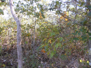 GO_16_F3_pan
